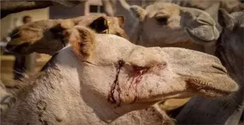 بعد وقائع تعذيب الجمال.. تركيب كاميرات مراقبة بسوق برقاش لحمايتها