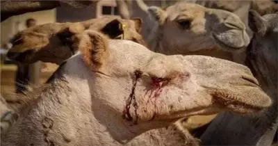 بعد وقائع تعذيب الجمال.. تركيب كاميرات مراقبة بسوق برقاش لحمايتها