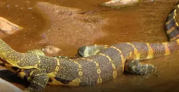 تمساح غريب الشكل يثير الذعر في الإسماعيلية