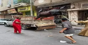 هروب عجل العيد.. فيديوهات مسلسل هروب العجول في العيد
