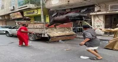هروب عجل العيد.. فيديوهات مسلسل هروب العجول في العيد