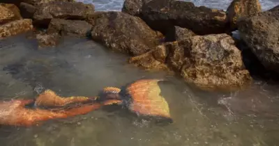 العثور على ثاني عروسة بحر ميتة في البحر الأحمر في أقل من أسبوع