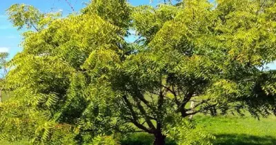 فوائد شجرة السبحبح في مصر وأين توجد