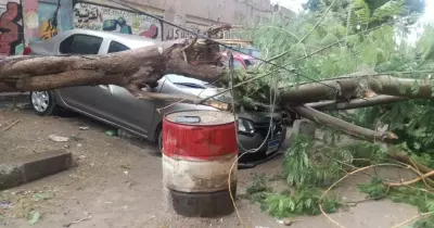 الرياح في مصر تقتلع الأشجار وتسقط أعمدة الإنارة ولوحات الإعلانات (صور)