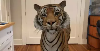 تايجر ثلاثي الأبعاد 3D.. خطوات التصوير مع الحيوانات وكأنها حية بالموبايل