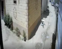 فيديو هجوم كلب ضال على طفل بالشرقية يثير الرعب