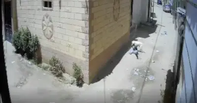 فيديو هجوم كلب ضال على طفل بالشرقية يثير الرعب