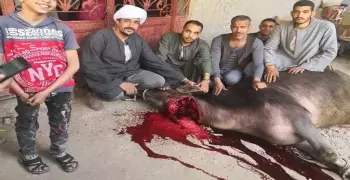 زيادة غرامة الذبح خارج السلخانات من 5 جنيهات لـ 50 ألف جنيه