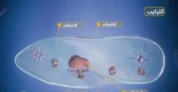 يصطاد البراميسيوم فريسته ويدافع عن نفسه بوساطة تراكيب القدم الكاذبة الأهداب الأكياس الخيطية الأسواط