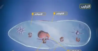 يصطاد البراميسيوم فريسته ويدافع عن نفسه بوساطة تراكيب القدم الكاذبة الأهداب الأكياس الخيطية الأسواط