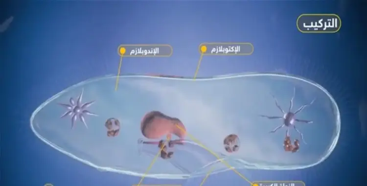  يصطاد البراميسيوم فريسته ويدافع عن نفسه بوساطة تراكيب القدم الكاذبة الأهداب الأكياس الخيطية الأسواط 