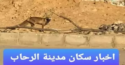 مدينة الرحاب تنتفض بسبب «تعلب ماشي في الشارع».. هكذا سخر منهم المئات