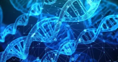 عندما تتضاعف الكروموسومات قبل الانقسام المنصف أو المتساوي تبقى كمية dna داخل النواة كما هي. صواب خطأ