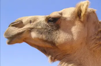 ليش راس الحاشي ما يطبخ مثل راس الخروف؟