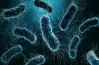 تنتج بكتيريا e.coli التي تعيش في أمعاء الإنسان الدهون البروتينات فيتامين d فيتامين k+.. الحل الصحيح