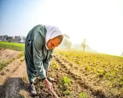 بمناسبة عيد الفلاح 2026.. البنك الأهلي المصري يتيح فتح الحسابات وإصدار البطاقات مجانا