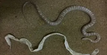 تمر الزواحف بعملية الانسلاخ لتتمكن من تغيير لونها أو الهرب من المفترسات أو وضع البيض أو النمو؟