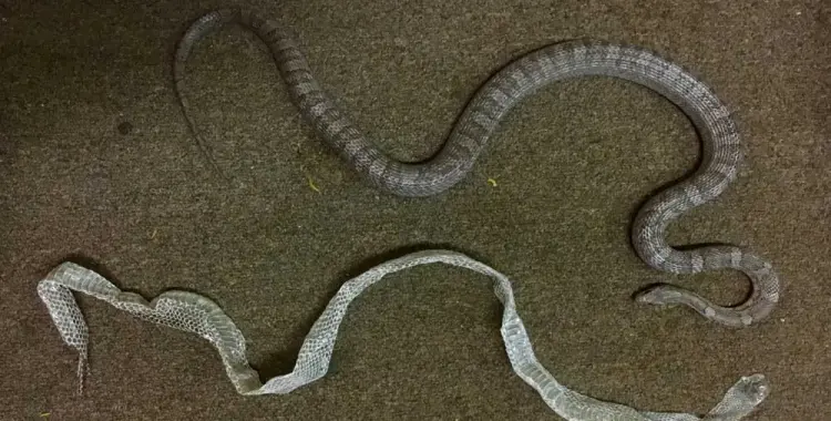  تمر الزواحف بعملية الانسلاخ لتتمكن من تغيير لونها أو الهرب من المفترسات أو وضع البيض أو النمو؟ 