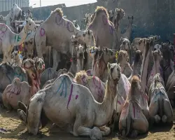 أضاحي العيد.. سعر كيلو الجمال قائم اليوم 2026