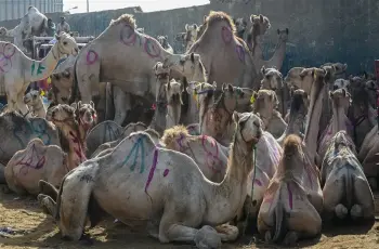 أضاحي العيد.. سعر كيلو الجمال قائم اليوم 2026