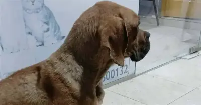 تفاصيل صادمة في واقعة الاعتداء على كلب بالسويس.. «حالته حرجة»