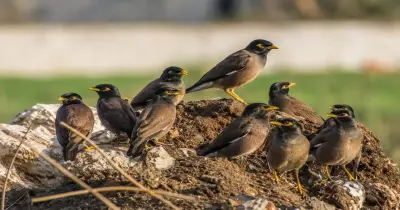 بعد ظهوره في المحافظات.. خطوات التعامل مع طائر المينا الهندي