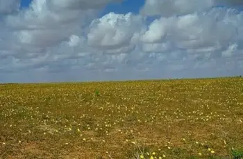 موعد موسم الوسم 2026 في السعودية.. المدة والمنازل القمرية