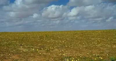 موعد موسم الوسم 2026 في السعودية.. المدة والمنازل القمرية