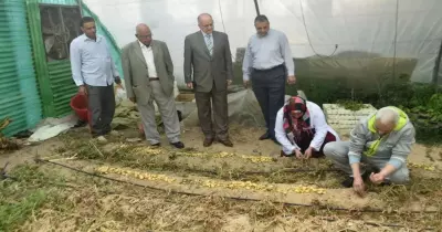 جامعة السادات تنجح في إنتاج تقاوي البطاطس باستخدام تقنيات زراعة الأنسجة النباتية