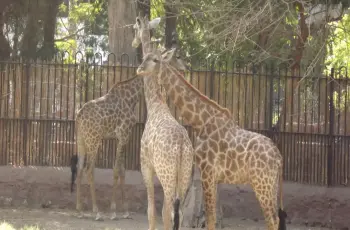 موعد افتتاح جنينة الحيوانات.. 2026 توقيت نهائي