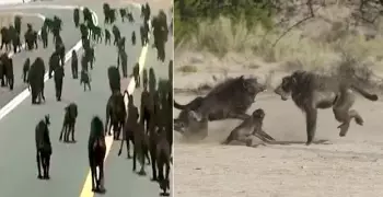 قرود ضخمة تهاجم طلاب جامعة سعودية (فيديو)