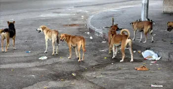 بين حقوق الحيوان واستغاثات ضحايا كلاب الشوارع الضالة.. جدل يشعل منصات التواصل