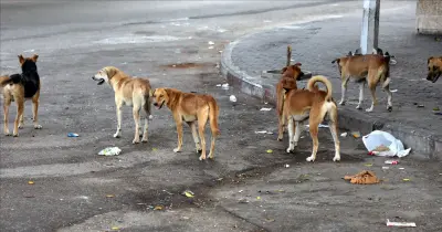 بين حقوق الحيوان واستغاثات ضحايا كلاب الشوارع الضالة.. جدل يشعل منصات التواصل