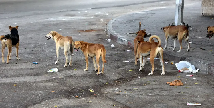  بين حقوق الحيوان واستغاثات ضحايا كلاب الشوارع الضالة.. جدل يشعل منصات التواصل 