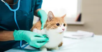 موعد تقديم مسابقة الأطباء البيطريين 2026 على بوابة الوظائف الحكومية