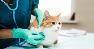 موعد تقديم مسابقة الأطباء البيطريين 2026 على بوابة الوظائف الحكومية