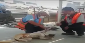 رعب في برج العرب.. اتهامات لعمال صينيين بسلخ وأكل الكلاب والقطط