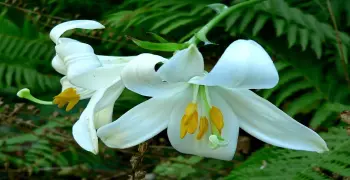 الزهرة الناقصة هي الزهرة التي تفتقر إلى كرابل pistils أو أسدية stamens ولا يجتمعان معا. صواب خطأ