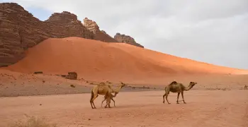 مسلسلات رمضان البدوية 2026.. أعمال عن فروسية الصحراء وقصص الوفاء