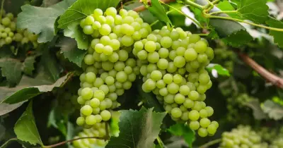 امتى هينزل سعر العنب؟.. نقيب الفلاحين يجيب