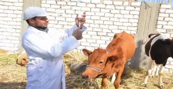 تحصين 90 ألف حيوان ضد مرض «الطاعون» في مصر