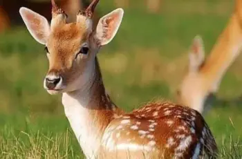 مكافأة مالية ضخمة لمن يجدها..  هروب غزالة من مزرعة بالمنوفية