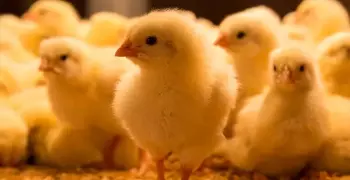 أسعار الكتكوت الأبيض اليوم الأربعاء 12 يونيو 2019.. ننشر أسعار البورصة الرئيسية