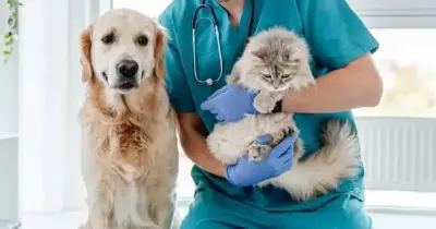 توقعات تنسيق الطب البيطري جامعة الأزهر 2026 2027 بنين.. انخفاض الحدود الدنيا لطلاب القسم العلمي