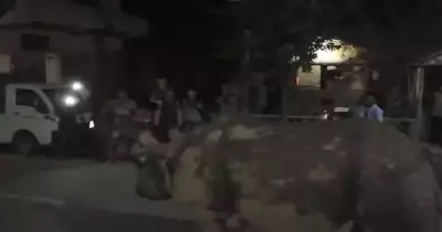وزارة الزراعة تكشف حقيقة تجول حيوان وحيد القرن بشوارع مصر (فيديو)