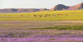 كم باقي على الوسم 1447؟ .. خبير يكشف موعد انطلاقه