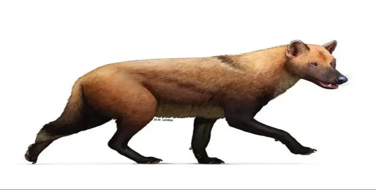  الذئب الرهيب 
