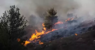 عاجل.. حرائق في مزارع وحدائق بالوادي الجديدة وبيان رسمي يكشف التفاصيل