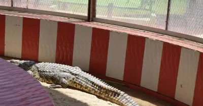 العثور على تمساح صغير في حدائق الأهرام بالجيزة.. تفاصيل