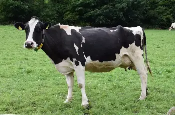 أسعار صكوك الأضحية 2026 بجمعية الأورمان.. بادر بحجز أضحيتك بالتقسيط